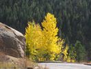 PICTURES/Pikes Peak - No Bust/t_Aspens2.jpg